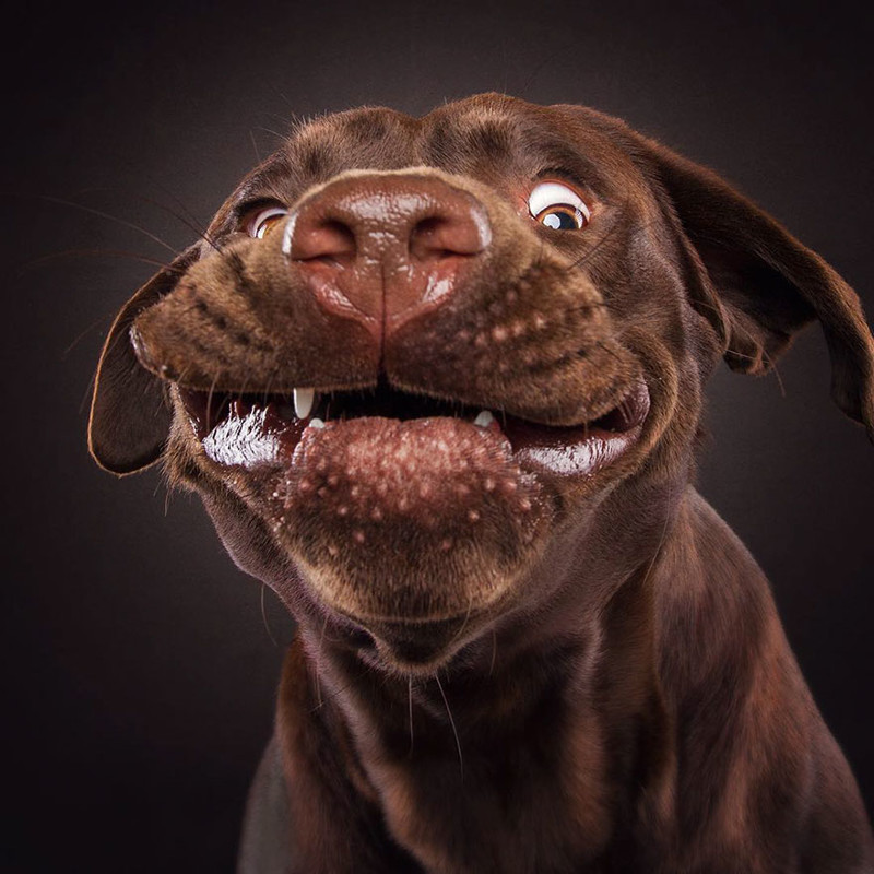 удивительно смешные выражения морд собак