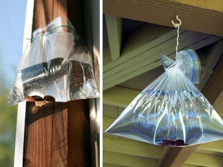 Пакеты с водой, висящие над крыльцом, - отличное средство от насекомых: как это работает
