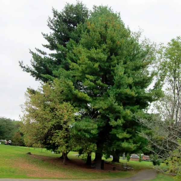 Стоит ли сажать сосну веймутову на участке Стоит ли сажать сосну веймутову на участке
