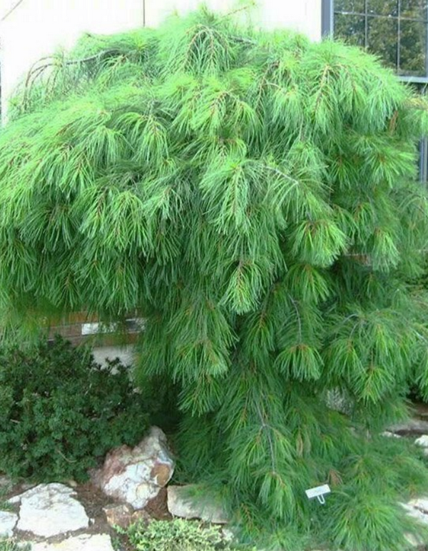 Где она растёт лучше всего Где она растёт лучше всего